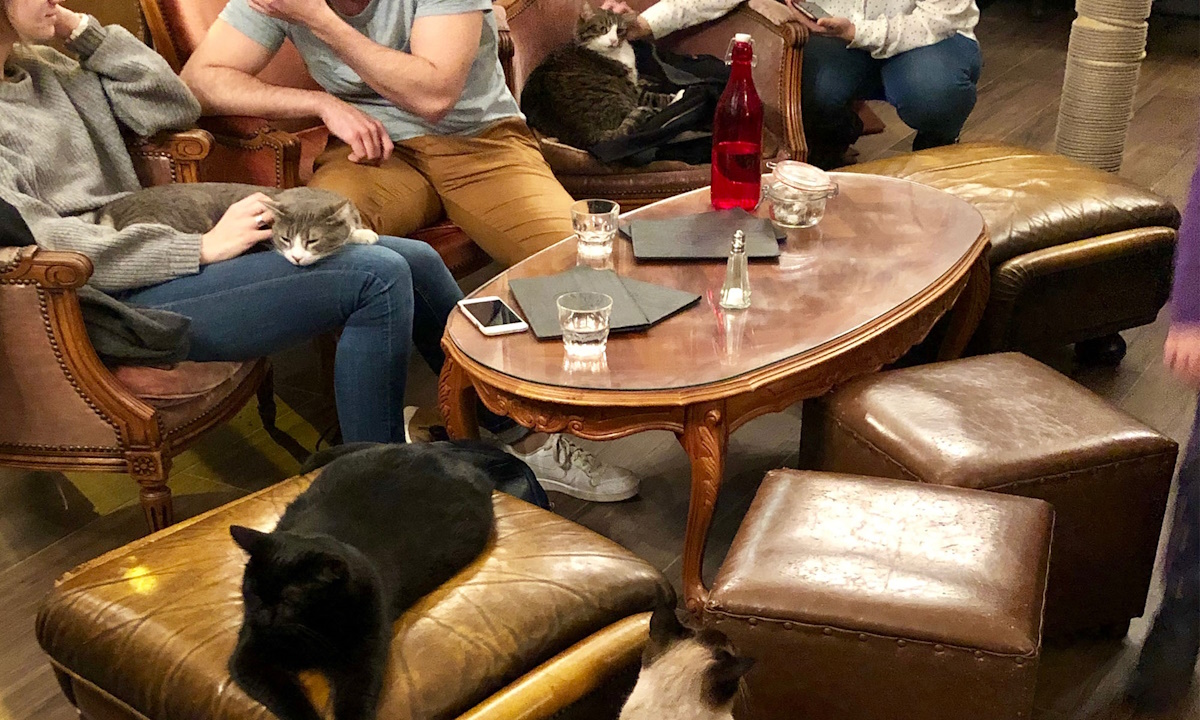 Le Café des Chats Paris