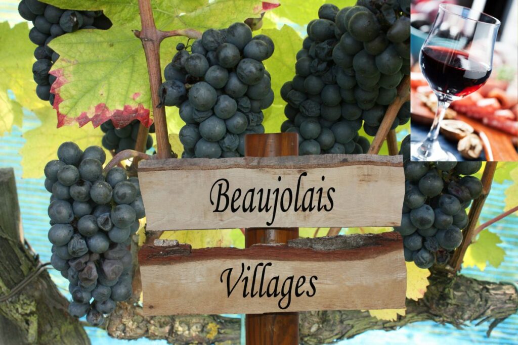 beaujolais nouveau France