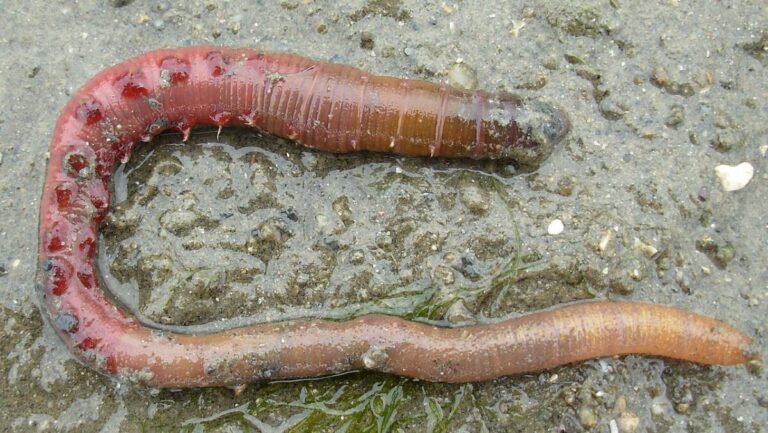 The French Worm That’s Healing Europe’s Worst Fire Victims