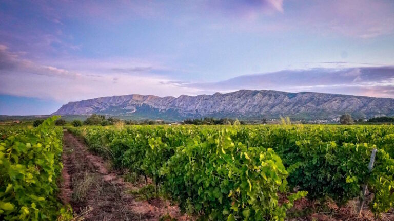 This Boston Couple Bought a $4.7M Provence Vineyard Without Seeing It